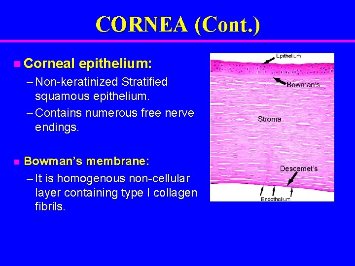 CORNEA (Cont. ) n Corneal epithelium: – Non-keratinized Stratified squamous epithelium. – Contains numerous
