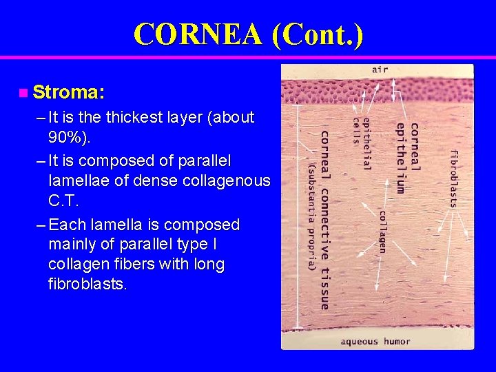 CORNEA (Cont. ) n Stroma: – It is the thickest layer (about 90%). –