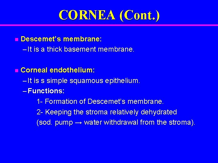 CORNEA (Cont. ) n Descemet’s membrane: – It is a thick basement membrane. n