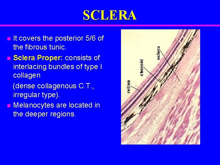 SCLERA It covers the posterior 5/6 of the fibrous tunic. n Sclera Proper: consists
