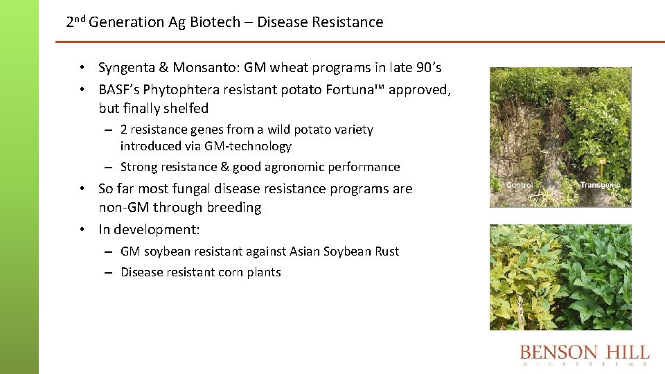 2 nd Generation Ag Biotech – Disease Resistance • Syngenta & Monsanto: GM wheat