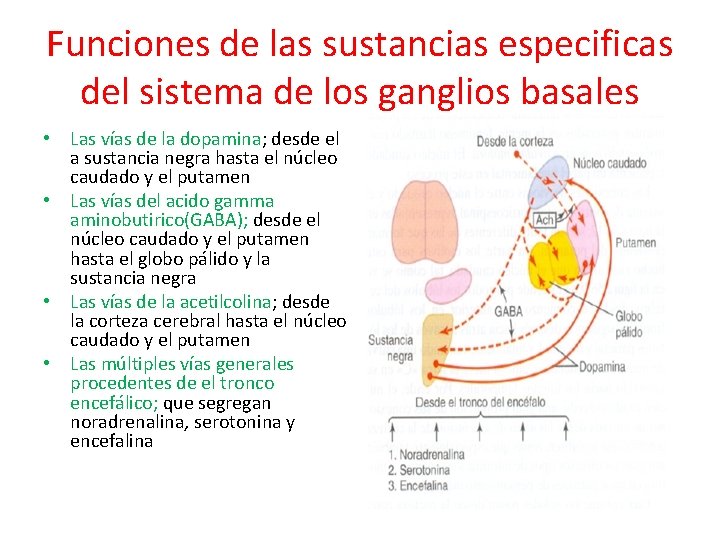 Funciones de las sustancias especificas del sistema de los ganglios basales • Las vías