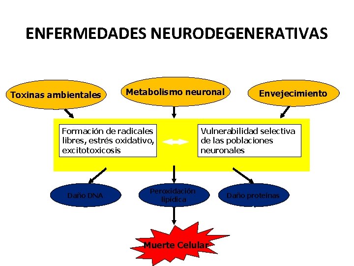 ENFERMEDADES NEURODEGENERATIVAS Toxinas ambientales Metabolismo neuronal Formación de radicales libres, estrés oxidativo, excitotoxicosis Daño