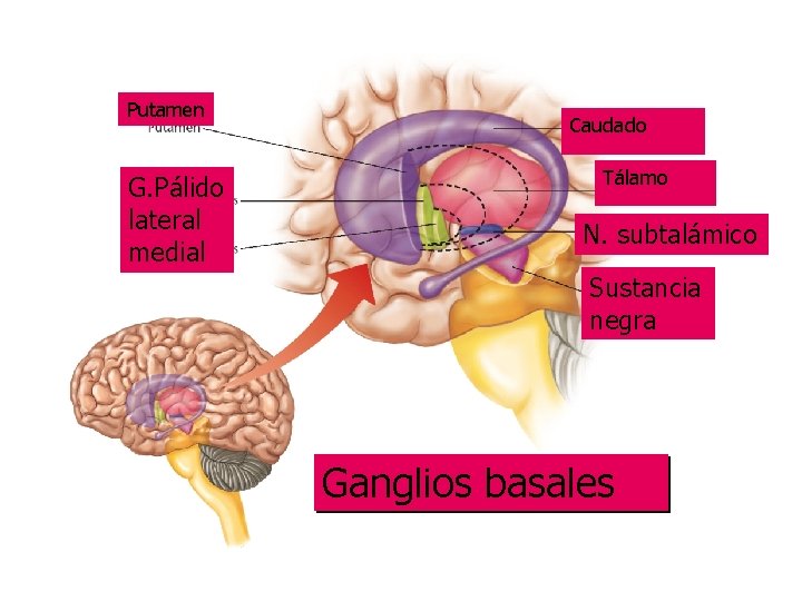 Putamen G. Pálido lateral medial Caudado Tálamo N. subtalámico Sustancia negra Ganglios basales 