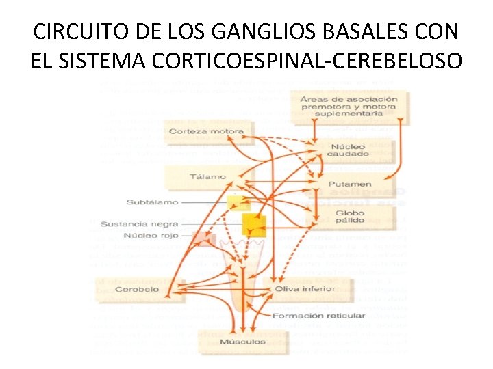 CIRCUITO DE LOS GANGLIOS BASALES CON EL SISTEMA CORTICOESPINAL-CEREBELOSO 