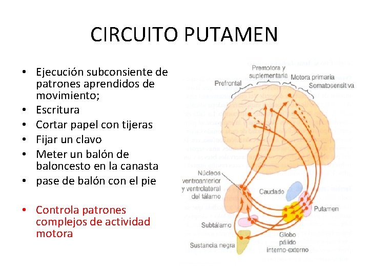 CIRCUITO PUTAMEN • Ejecución subconsiente de patrones aprendidos de movimiento; • Escritura • Cortar