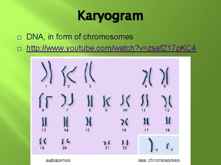 Karyogram � � DNA, in form of chromosomes http: //www. youtube. com/watch? v=zsaf. Z