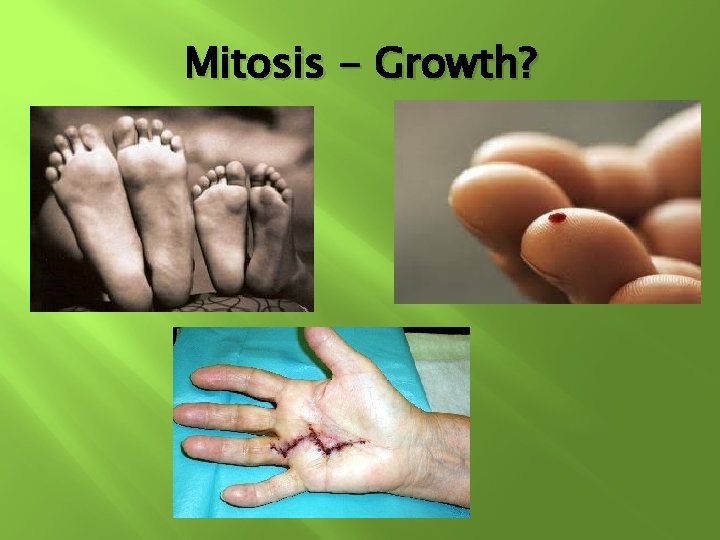 Mitosis - Growth? Mitosis - Growth?