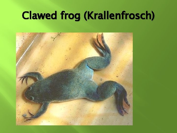 Clawed frog (Krallenfrosch) Clawed frog (Krallenfrosch)