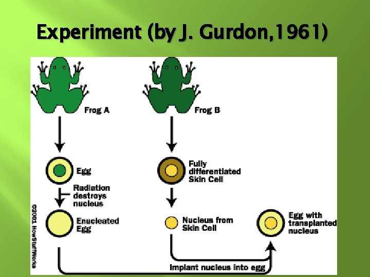 Experiment (by J. Gurdon, 1961) 