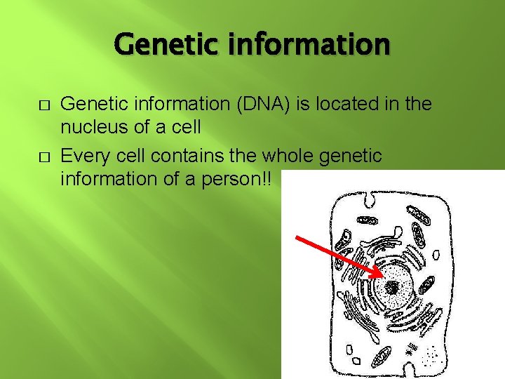 Genetic information � � Genetic information (DNA) is located in the nucleus of a