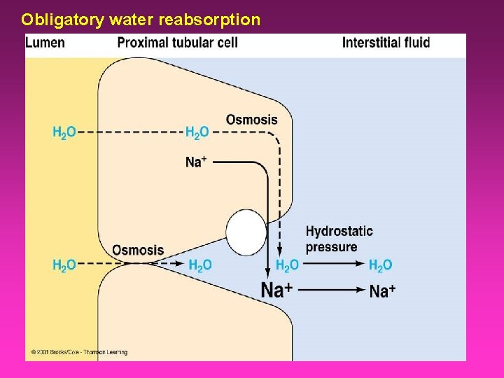 Obligatory water reabsorption 