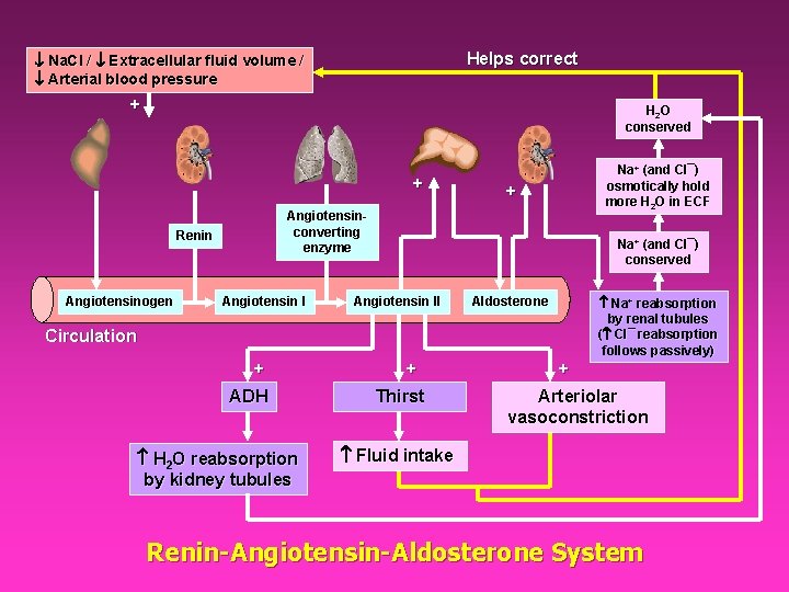 Helps correct Na. Cl / Extracellular fluid volume / Arterial blood pressure + H