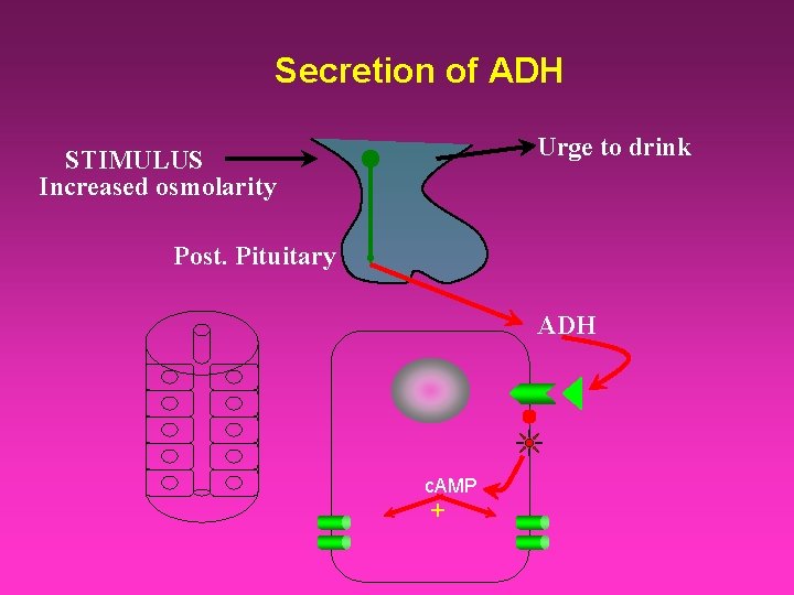 Secretion of ADH Urge to drink STIMULUS Increased osmolarity Post. Pituitary ADH c. AMP