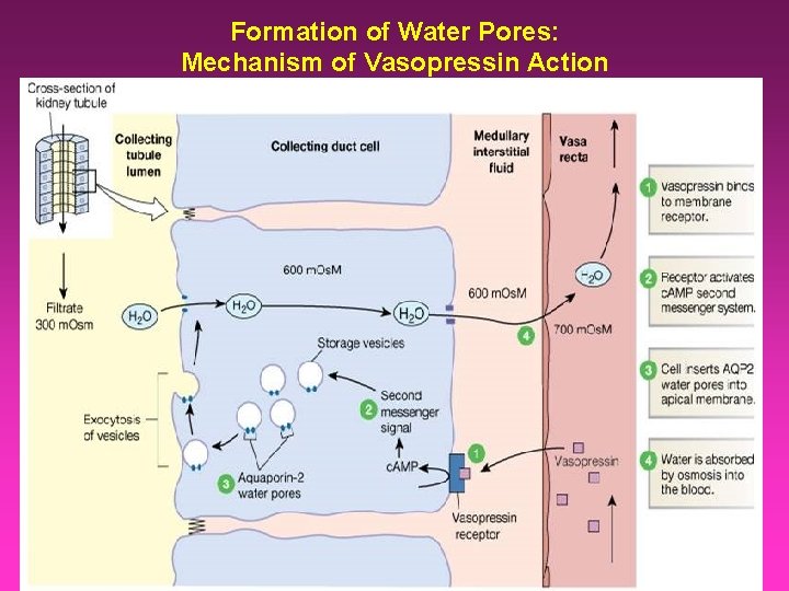 Formation of Water Pores: Mechanism of Vasopressin Action 