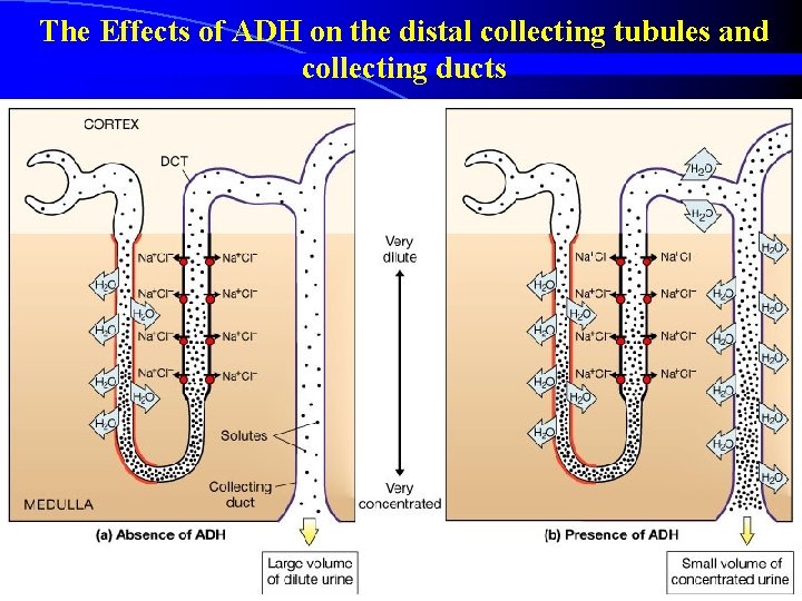 The Effects of ADH on the distal collecting tubules and collecting ducts Figure 26.