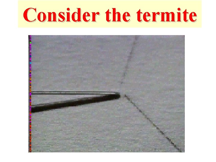 Consider the termite Consider the termite