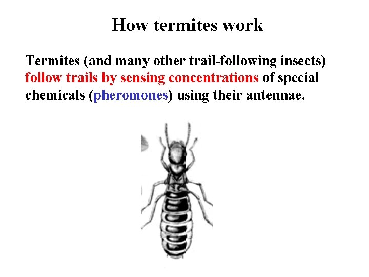 How termites work Termites (and many other trail-following insects) follow trails by sensing concentrations