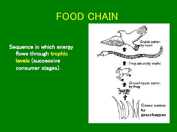 FOOD CHAIN Sequence in which energy flows through trophic levels (successive consumer stages). 