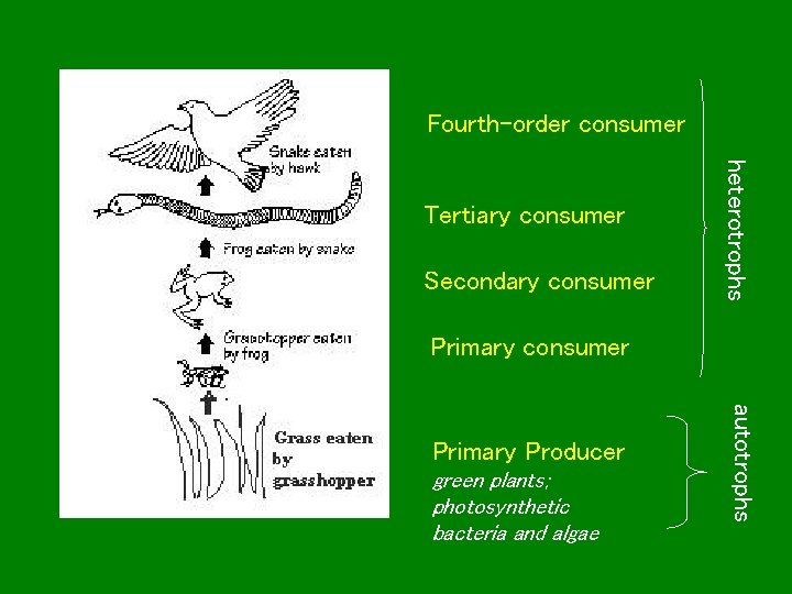 Fourth-order consumer Secondary consumer heterotrophs Tertiary consumer Primary consumer green plants; photosynthetic bacteria and