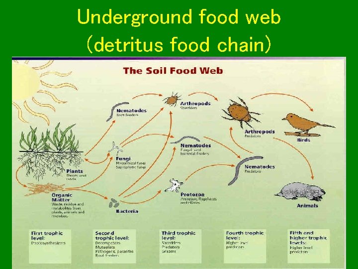 Underground food web (detritus food chain) 