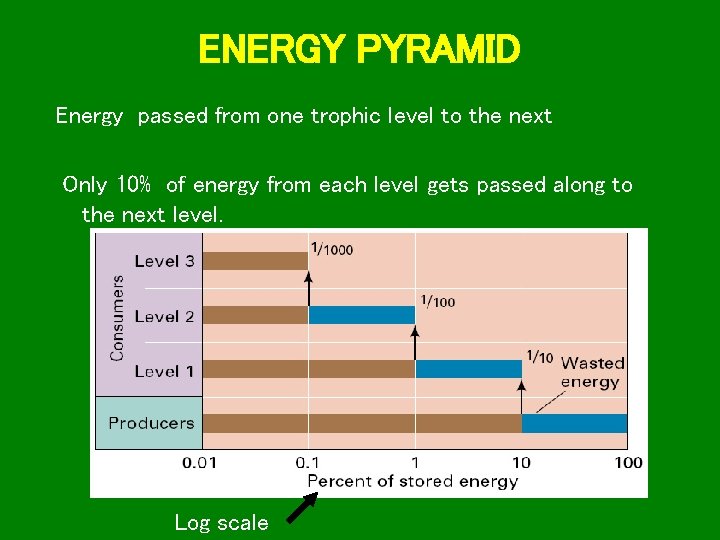 ENERGY PYRAMID Energy passed from one trophic level to the next Only 10% of