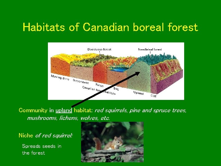 Habitats of Canadian boreal forest Community in upland habitat: red squirrels, pine and spruce