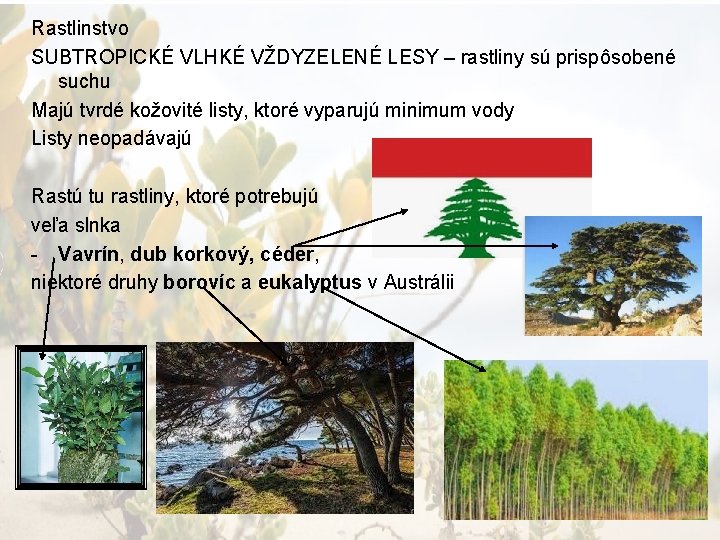 Rastlinstvo SUBTROPICKÉ VLHKÉ VŽDYZELENÉ LESY – rastliny sú prispôsobené suchu Majú tvrdé kožovité listy,