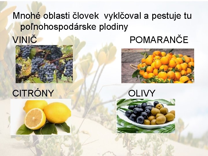 Mnohé oblasti človek vyklčoval a pestuje tu poľnohospodárske plodiny VINIČ POMARANČE CITRÓNY OLIVY 