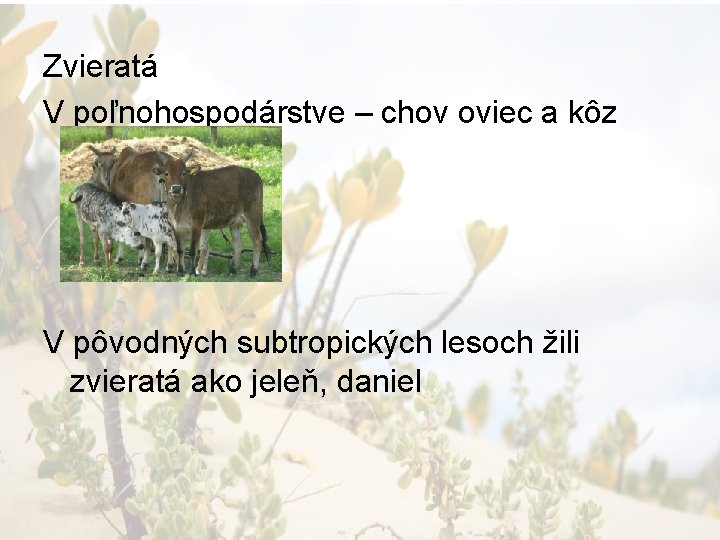 Zvieratá V poľnohospodárstve – chov oviec a kôz V pôvodných subtropických lesoch žili zvieratá