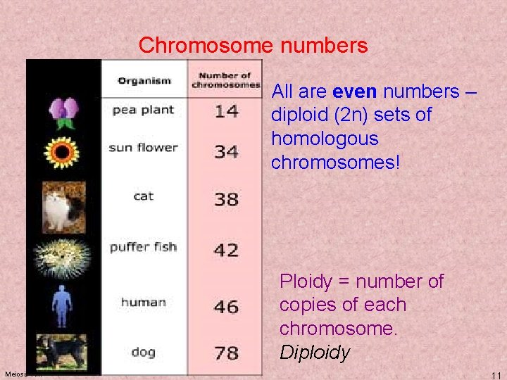 Chromosome numbers All are even numbers – diploid (2 n) sets of homologous chromosomes!