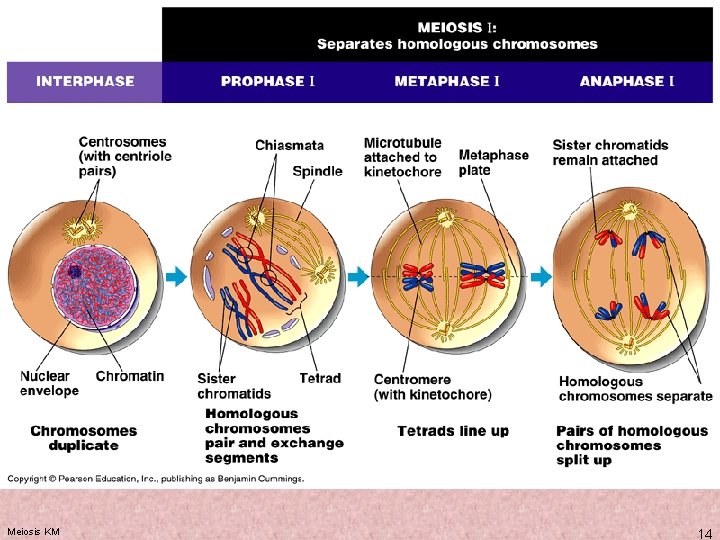 Meiosis KM 14 