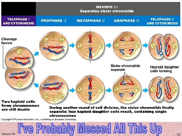 Meiosis KM 15 