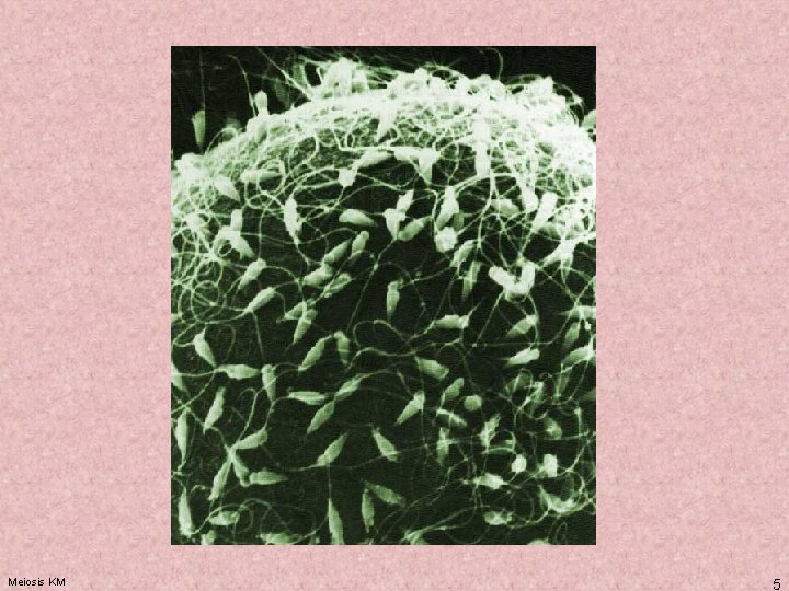 Meiosis KM 5 