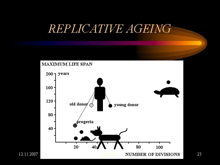 REPLICATIVE AGEING 12. 11. 2007 agee. ppt 23 