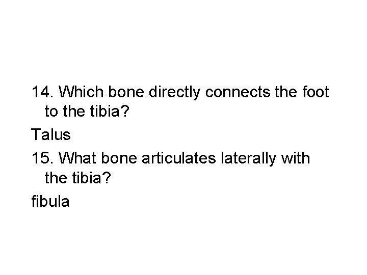 14. Which bone directly connects the foot to the tibia? Talus 15. What bone