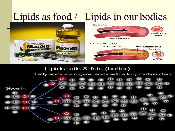 Lipids as food / Lipids in our bodies 