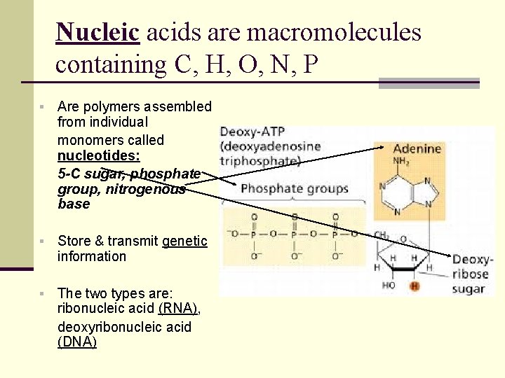 Nucleic acids are macromolecules containing C, H, O, N, P § Are polymers assembled