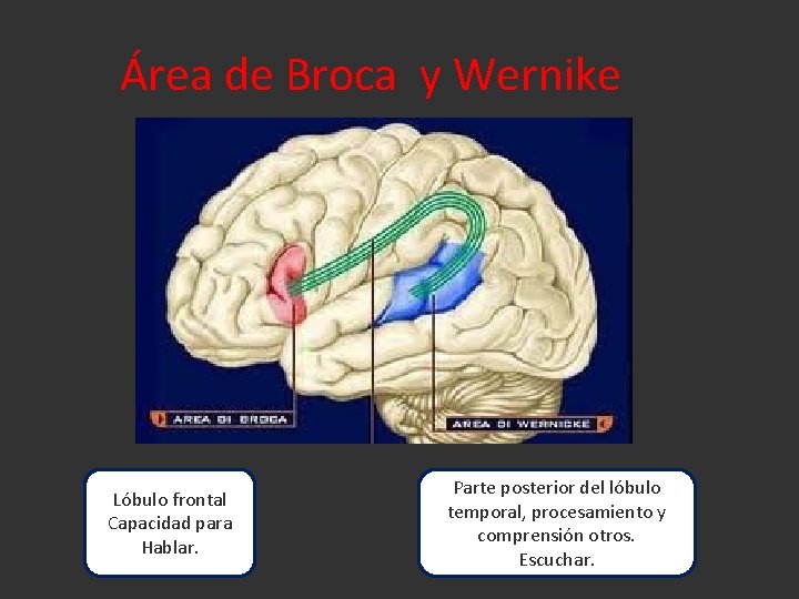 Área de Broca y Wernike Lóbulo frontal Capacidad para Hablar. Parte posterior del lóbulo