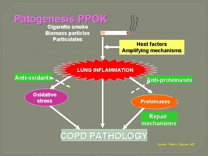 Patogenesis PPOK Cigarette smoke Biomass particles Particulates Host factors Amplifying mechanisms LUNG INFLAMMATION Anti-oxidants