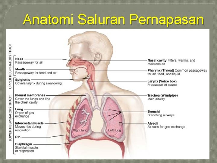 Anatomi Saluran Pernapasan 