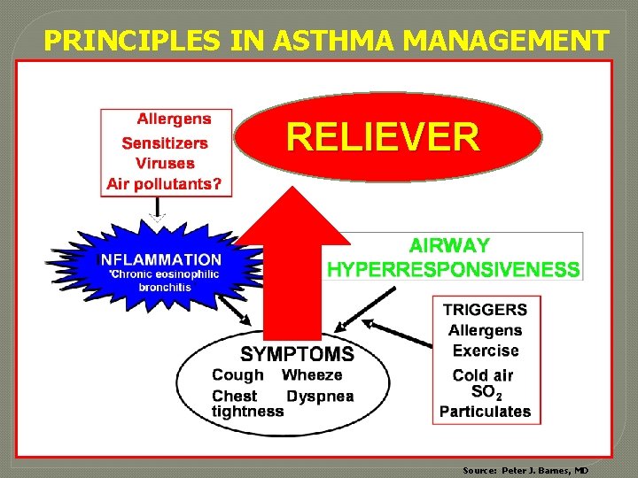 PRINCIPLES IN ASTHMA MANAGEMENT RELIEVER Source: Peter J. Barnes, MD 