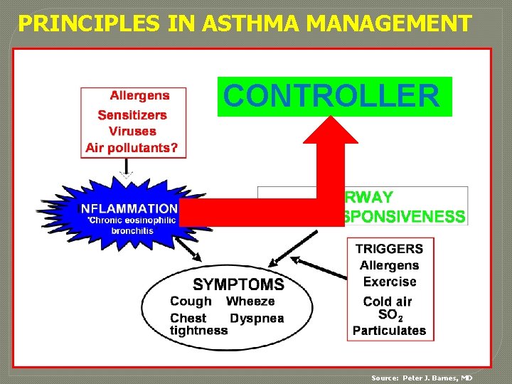 PRINCIPLES IN ASTHMA MANAGEMENT CONTROLLER Source: Peter J. Barnes, MD 