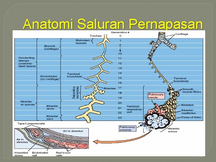 Anatomi Saluran Pernapasan 