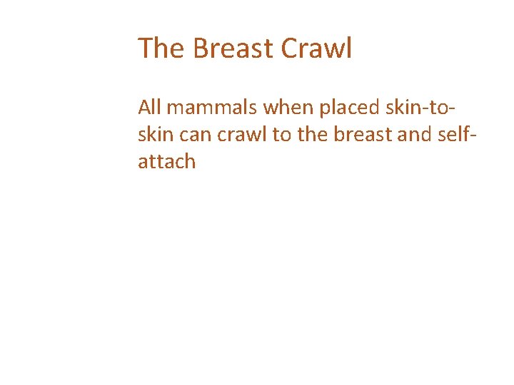 The Breast Crawl All mammals when placed skin-toskin can crawl to the breast and