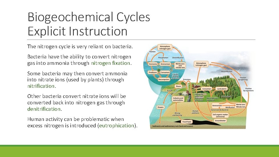 Biogeochemical Cycles Explicit Instruction The nitrogen cycle is very reliant on bacteria. Bacteria have