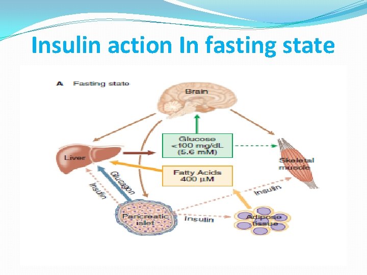 Insulin action In fasting state 