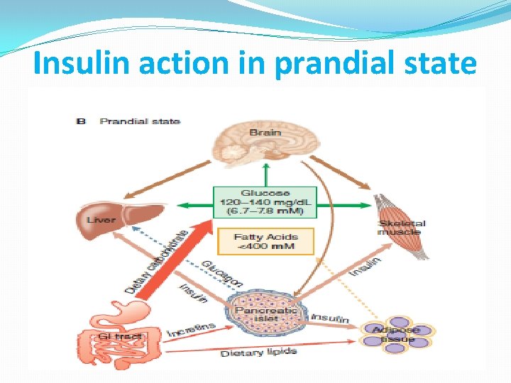 Insulin action in prandial state 