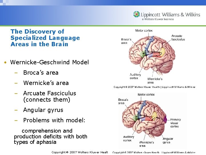The Discovery of Specialized Language Areas in the Brain • Wernicke-Geschwind Model – Broca’s
