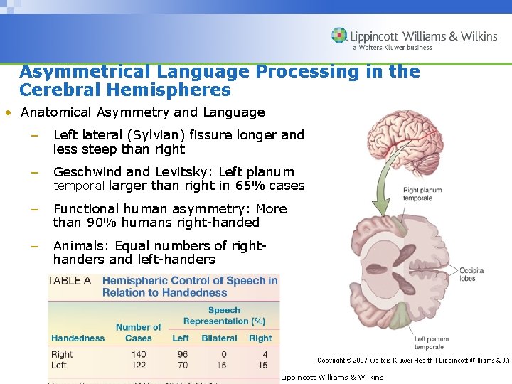 Asymmetrical Language Processing in the Cerebral Hemispheres • Anatomical Asymmetry and Language – Left